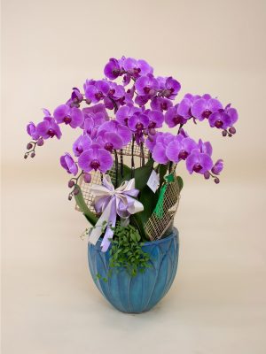 Hồng Đào Khoe Sắc