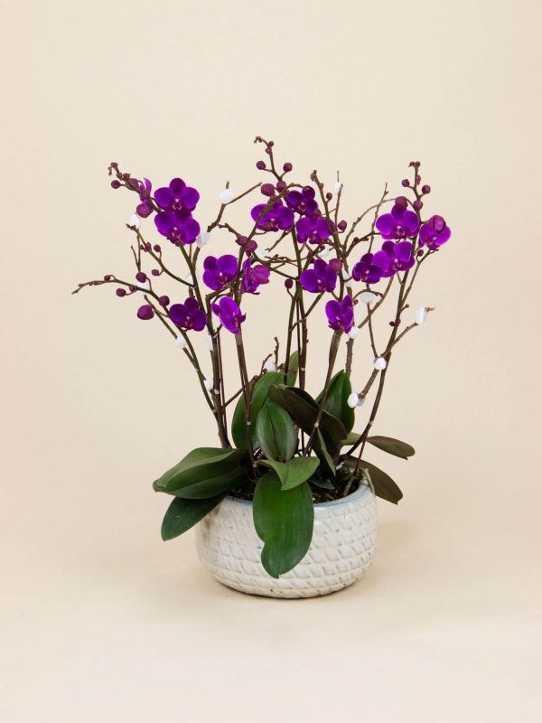 Man Thien Hong (3 stems)