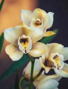 Lan Hồ Điệp Thượng Hạng | BAB Orchids