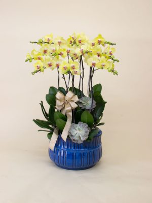 Lộc Tiến Vinh Hoa - Lan Hồ Điệp vàng| BAB Orchids