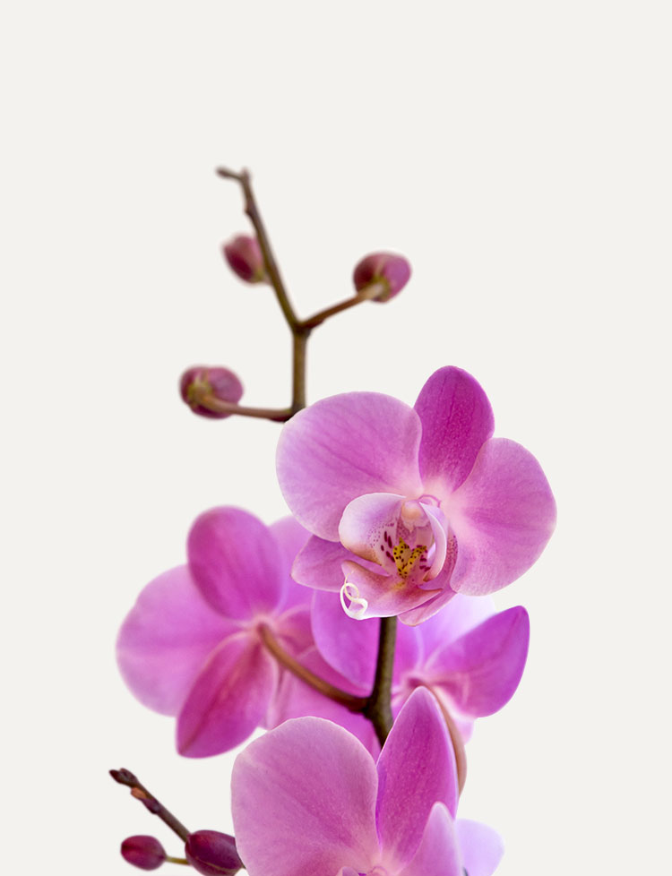 Lan Hồ Điệp Thượng Hạng | BAB Orchids