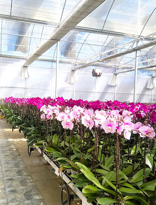 Lan Hồ Điệp Thượng Hạng | BAB Orchids