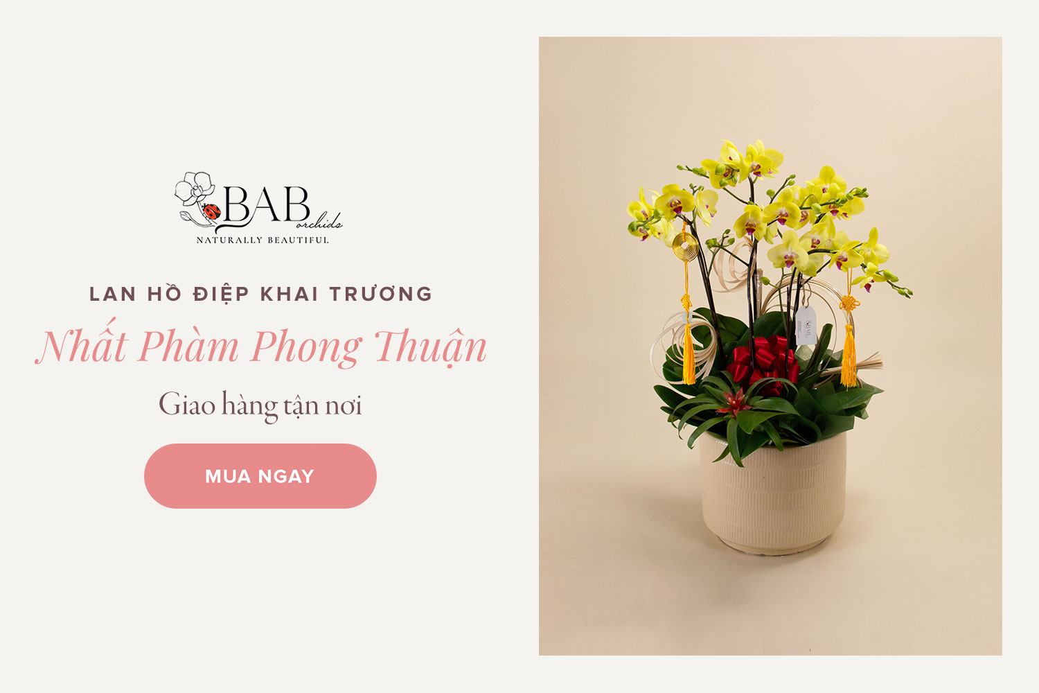 7 mẫu hoa Lan Hồ Điệp khai trương đẹp và ý nghĩa