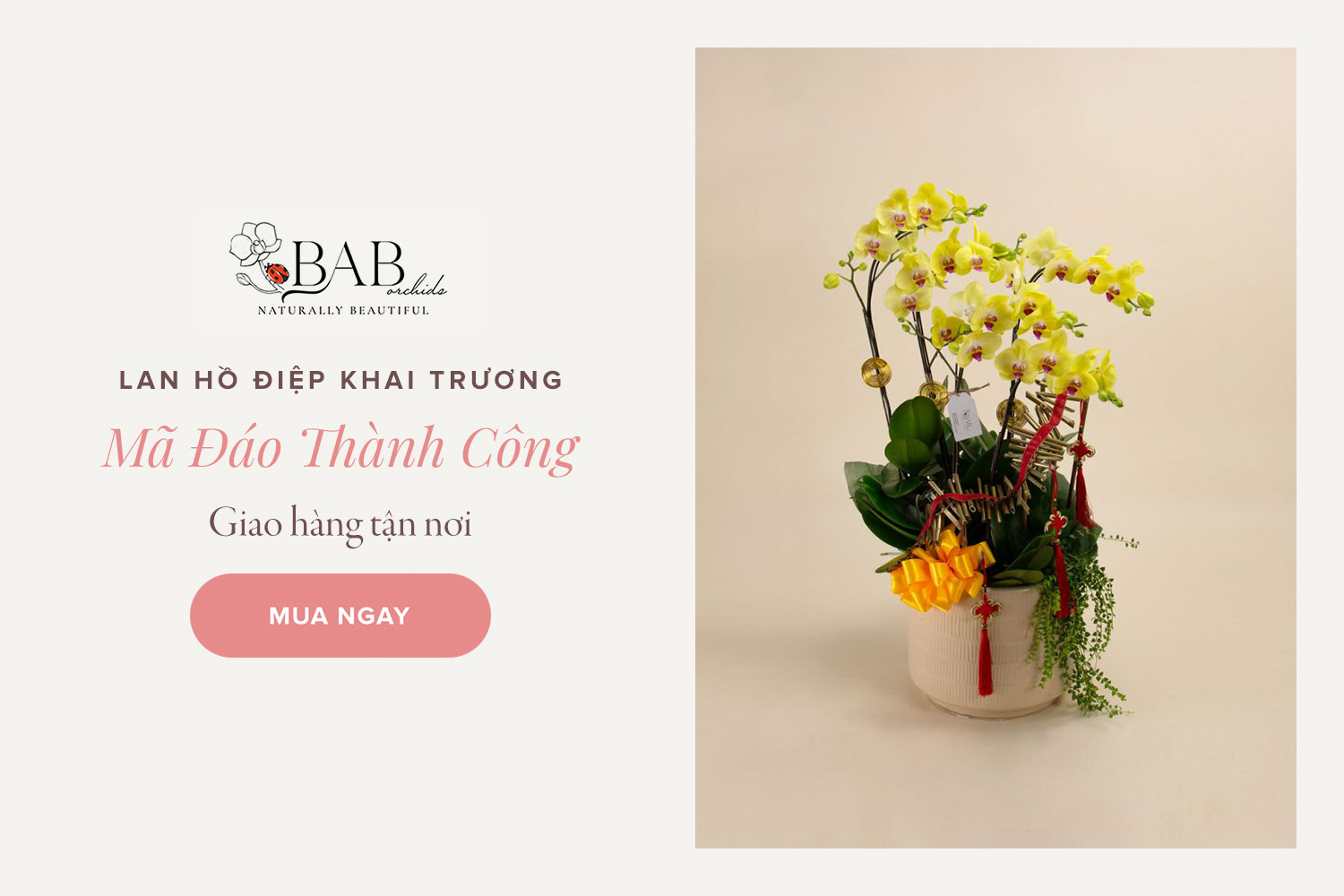 7 mẫu hoa Lan Hồ Điệp khai trương đẹp và ý nghĩa