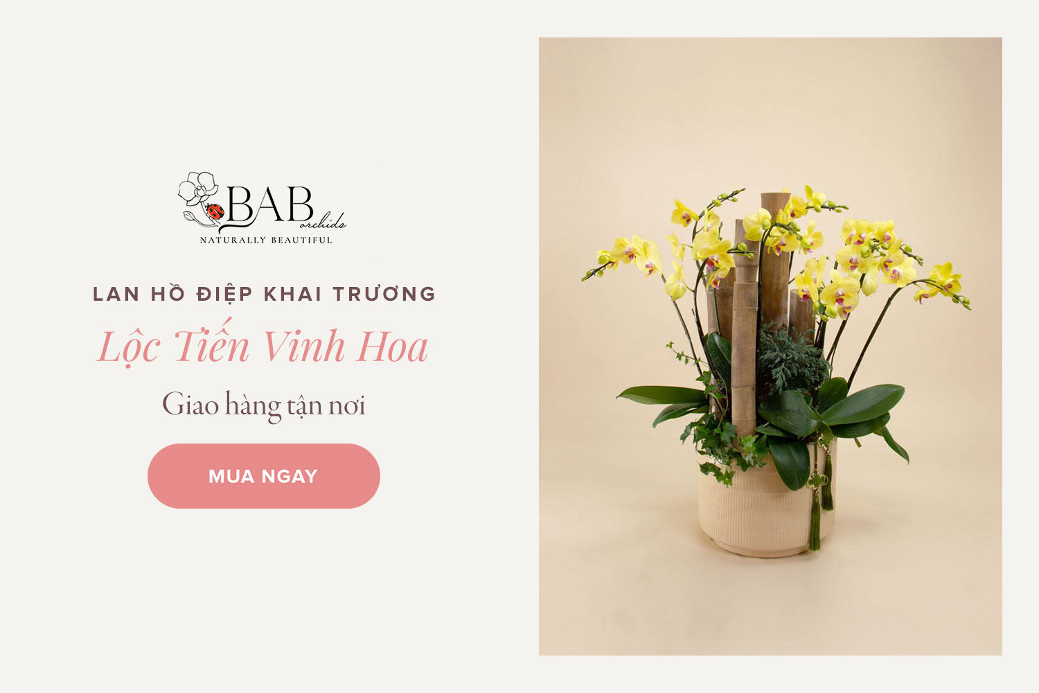 7 mẫu hoa Lan Hồ Điệp khai trương đẹp và ý nghĩa