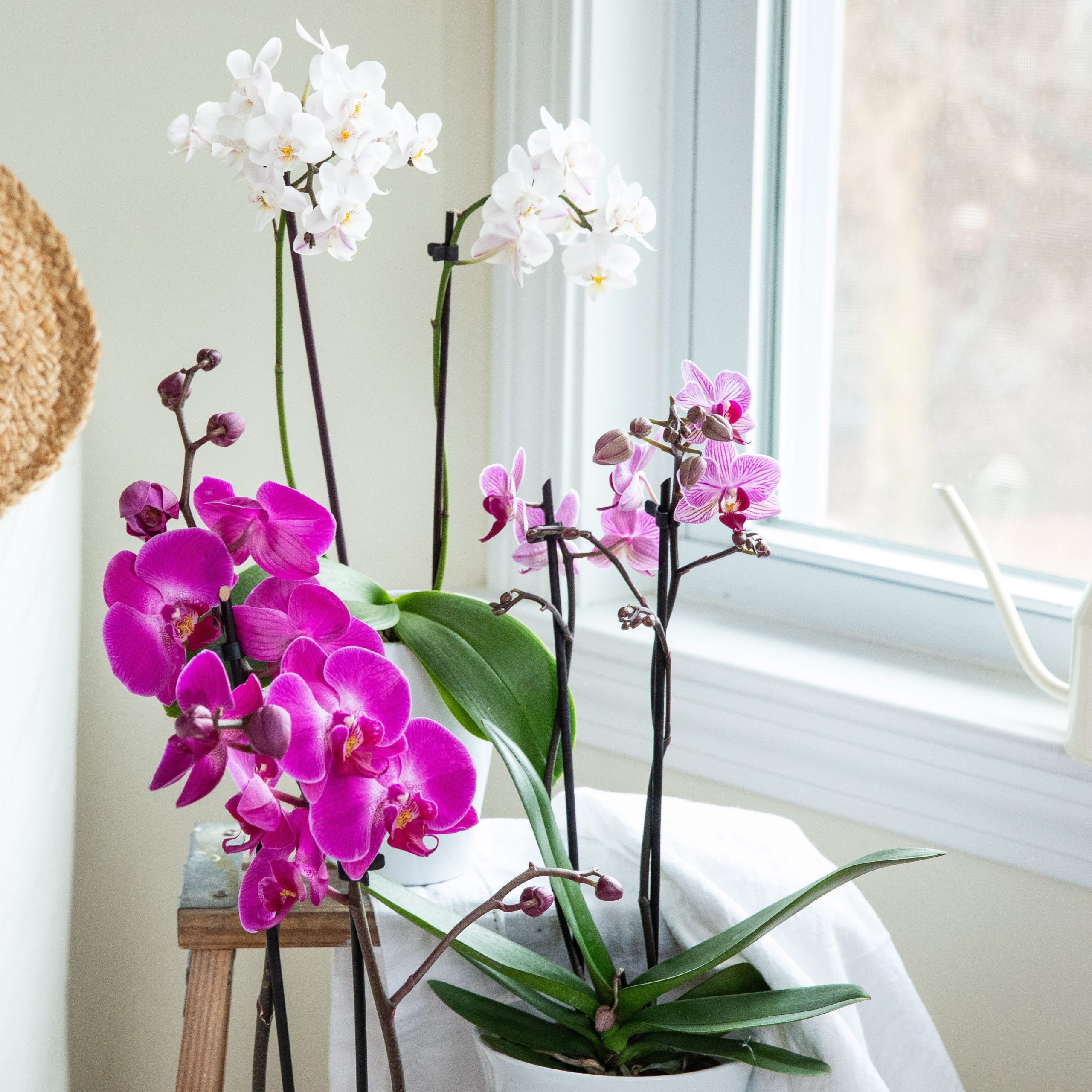 Bật mí cách chăm Lan Hồ Điệp ra hoa rực rỡ | BAB Orchids