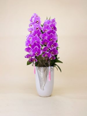 Mộng Uyên Ương - Lan Hồ Điệp Nữ Hoàng Màu Trắng | BAB Orchids