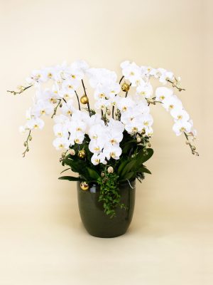 Tuyết Nhiệt Đới